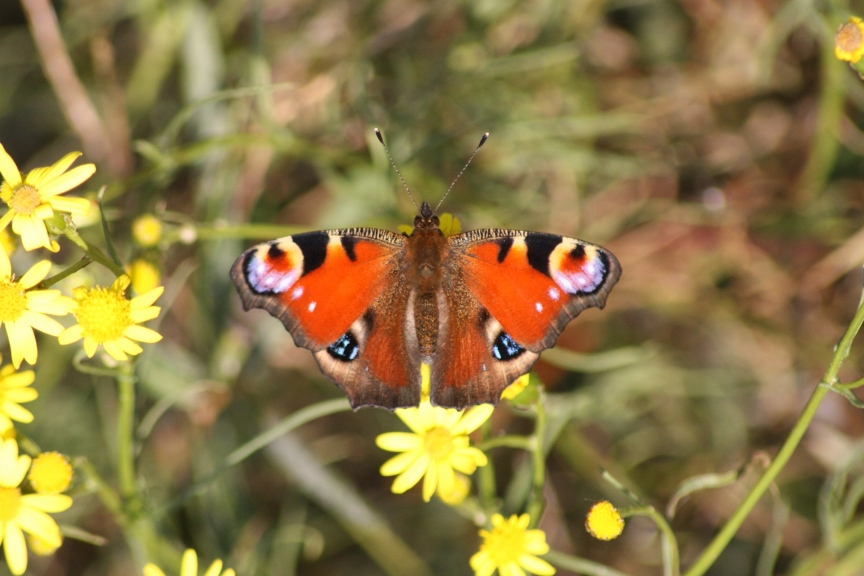 Ninfalidi e Ninfalidi satiridi